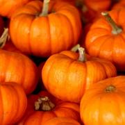 Where you can pick your own pumpkins before Halloween in Wiltshire (Canva)
