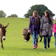A family enjoy a walk at Bolton's Bench in the New Forest