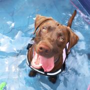Loki the Labrador in a paddling pool.