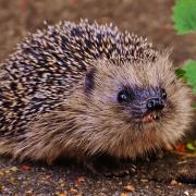 Hedgehog's at risk of extinction