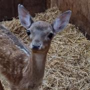 The Wiltshire Wildlife Hospital said the young deer is doing well after being found on the roadside beside her dead mother.
