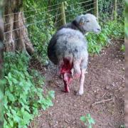 Ewe attacked by a dog in Salisbury