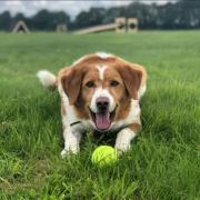 Charlie, a Collie (Border) cross at Dogs Trust Salisbury