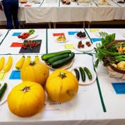 The Link Villages 46th Produce Show