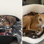 Rupert's progress from being rescued to being with his new family in Plymouth.