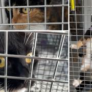 Cat Watch Rescue Shelter has seen a huge increase in demand.