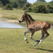New powers prohibit people from feeding and petting the New Forest's iconic ponies