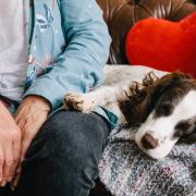 Jazz the Spaniel at home, sleeping on the sofa next to a family member