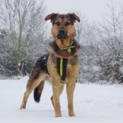 Dogs Trust Salisburygives 8 tips to keep dogs warm and safe during cold spell