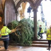 Look at the size of that - 17 photos show Cathedral's Christmas tree arrive