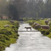 The 'drowning of the water meadows' event to take place in January