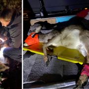 Deer rescued by wildlife hospital after crash on A338