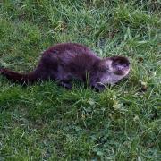 Pictures: Four cute photos up close with a Maltings Otter