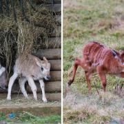 Marwell Zoo has welcomed an addax and a sitatunga.