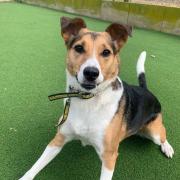 Adorable Jack Russell looking for a forever home after nearly a year at shelter