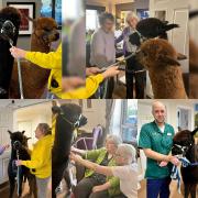 A pair of alpacas named Liquorice and Spartan Warrior visited Wilton Place Care Home in Wilton.