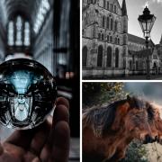 Our five favourite photos from the Salisbury Journal Camera Club this week