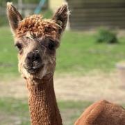 Toffee the alpaca has died, aged 17.
