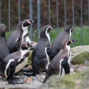 'They have settled in quickly': Hampshire zoo welcomes ten Humbodlt penguins
