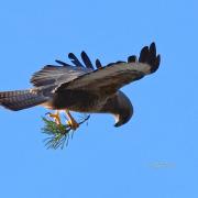 A buzzard collecting nesting materials for the future brood by Avon Images