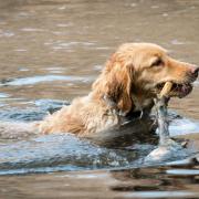 A popular flea treatment used on dogs could be harming environmentally sensitive ponds and streams in the New Forest