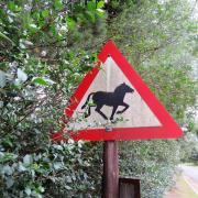 Wiltshire Police have received around 37 reports of loose horses in the area of Odstock Road, leading to traffic safety concerns.
