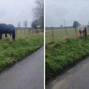 Horses on Lower Road in Britford.