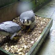 The peregrine falcons occupying the Salisbury Cathedral nestbox this year are continuing their courtship rituals, including the practice of bowing to each other in the nestbox.