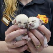 Weighing in total just 46 grams, the adorable pair of fennec foxes at Longleat Safari Park have not been named yet named and their gender is unknown