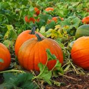 Parsons' Pumpkin Patch pick your own to open in time for spooky season
