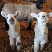 College event ready to mark lambing weekend