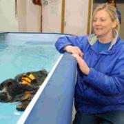 Canine hydrotherapist Sam Egan watches Jenna take a swim, at the Canine Care Centre, at Hangersley, near Ringwood. DA9739P15
