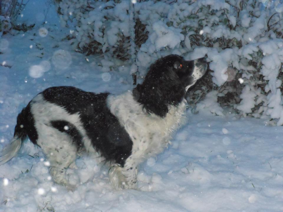Helena Fenski's dog Gizmo is loving the wintry weather. Here he is waiting for her to throw another snowball.