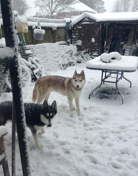 Huskies Sascha and Samson are definitely at home in the snow. Picture by Kayleigh Williams.