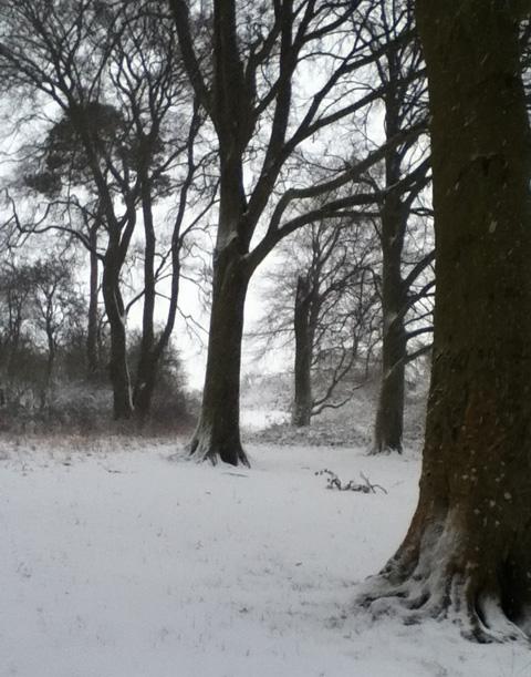 Claire Percy sent us this picture of Laverstock Downs.
