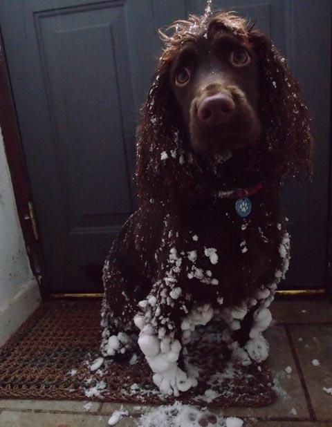 Poor Bruce collected some snowballs on his fur. Picture by Anne Wheatley.
