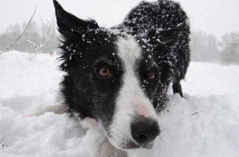 A snowy dog from Rory Wilson.