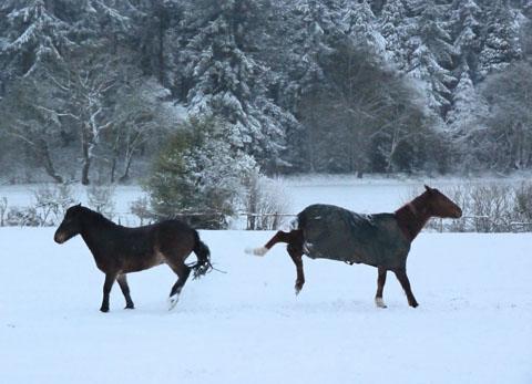 Alex Jamison sent this picture of some horses frolicking in the snow in Winterslow.