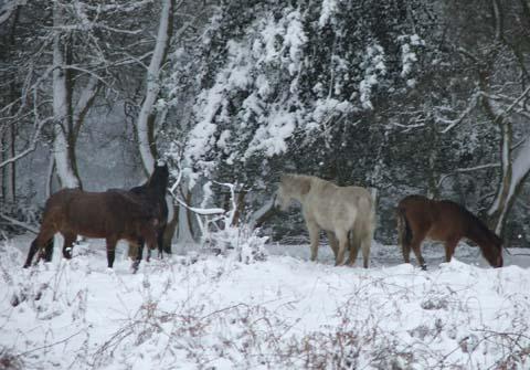 Roland Dunn took this picture of New Forest ponies at Hampton Ridge, Chilly Hill near Fordingbridge.