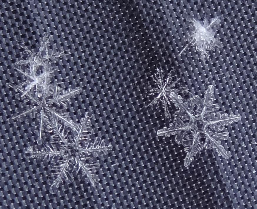 Norma Hallett captured this incredible view of snowflakes very close up on her umbrella.