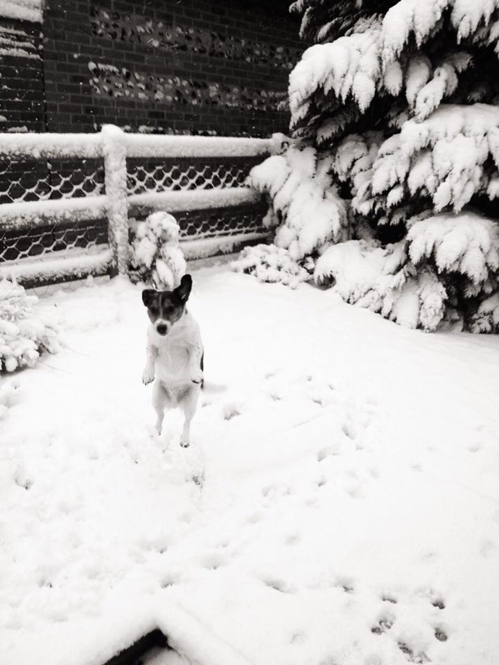 Leanne Willment sent in this picture of her dog playing in the snow.