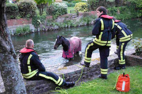 Horse rescued from river