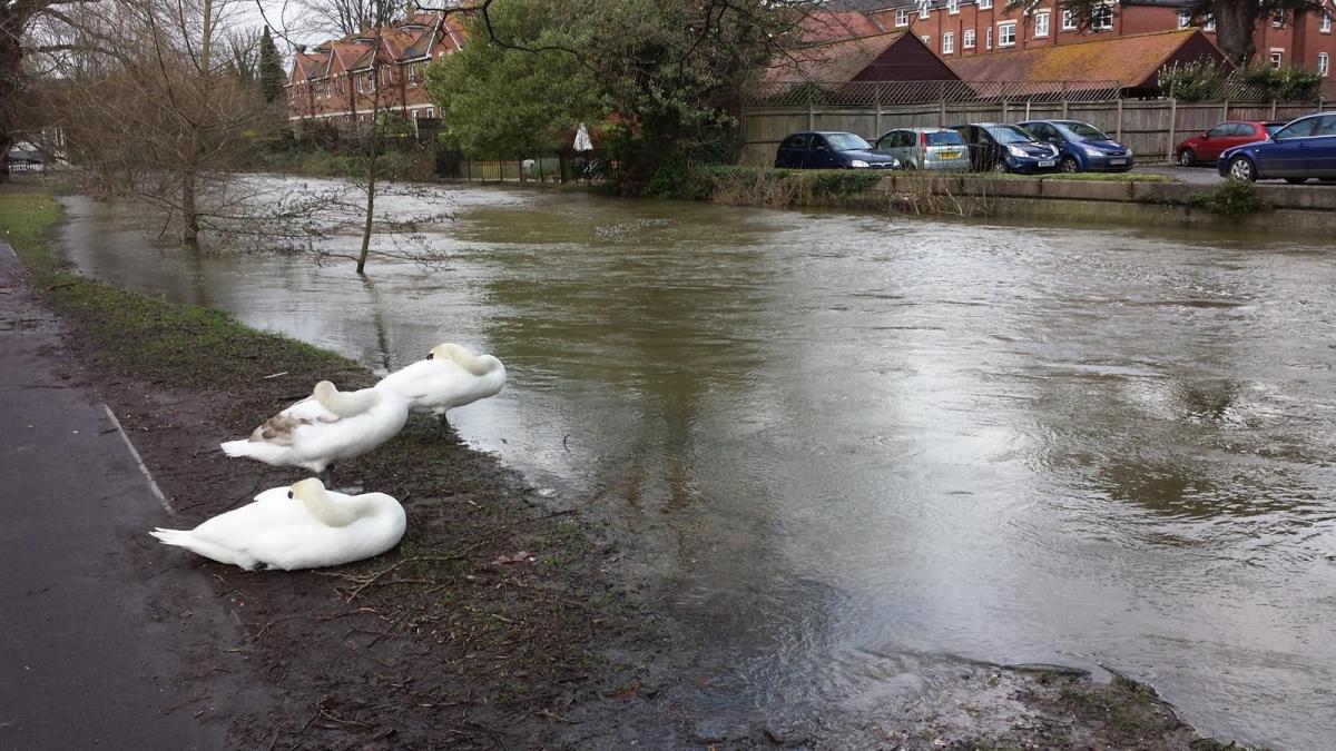 Even the swans don't want to get in the river. Picture by Rosalind Featherstone.