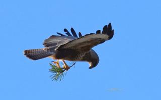 A buzzard collecting nesting materials for the future brood by Avon Images