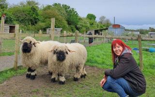 Manager Sara-Jane Hancock with the Valais Blacknose sheep.