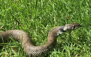 West Wellow grass snake