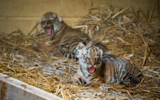 Four Amur tiger cubs have been born at Longleat Safari Park