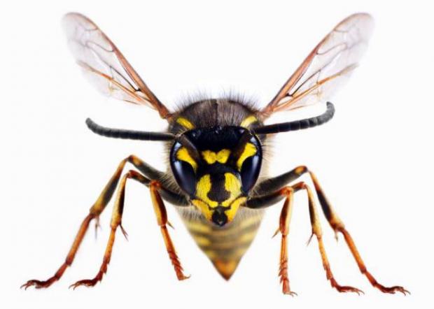 Salisbury Journal: A wasp